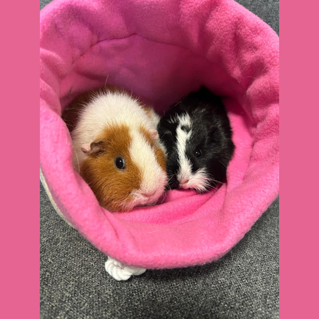 Photo of River And Pebble