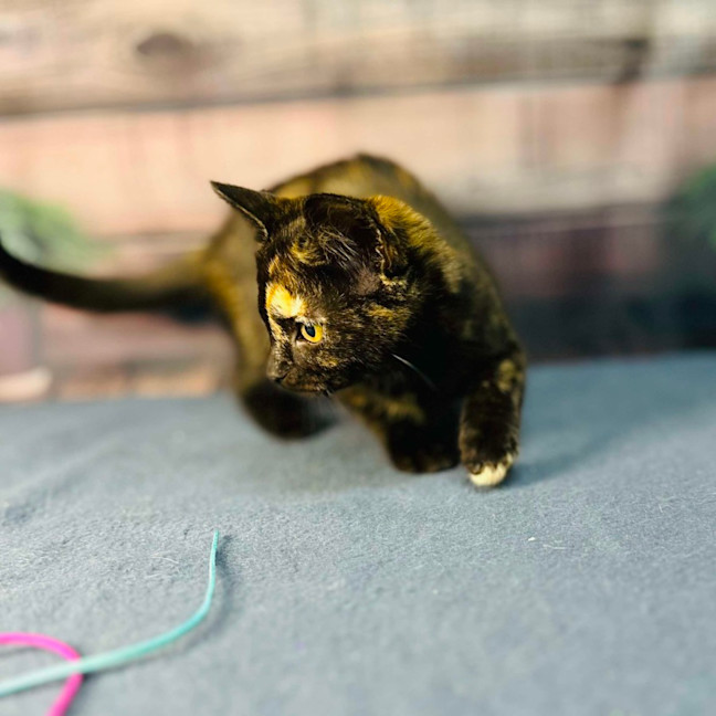 Photo of Nova   Located In Preston 