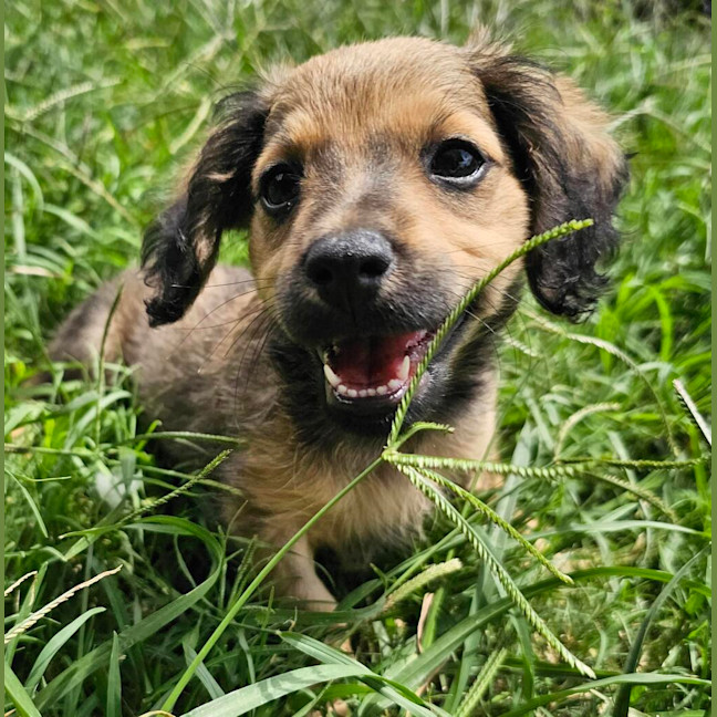 Photo of Zelda