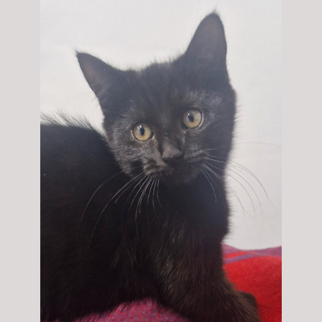 Photo of Poppy   Petstock