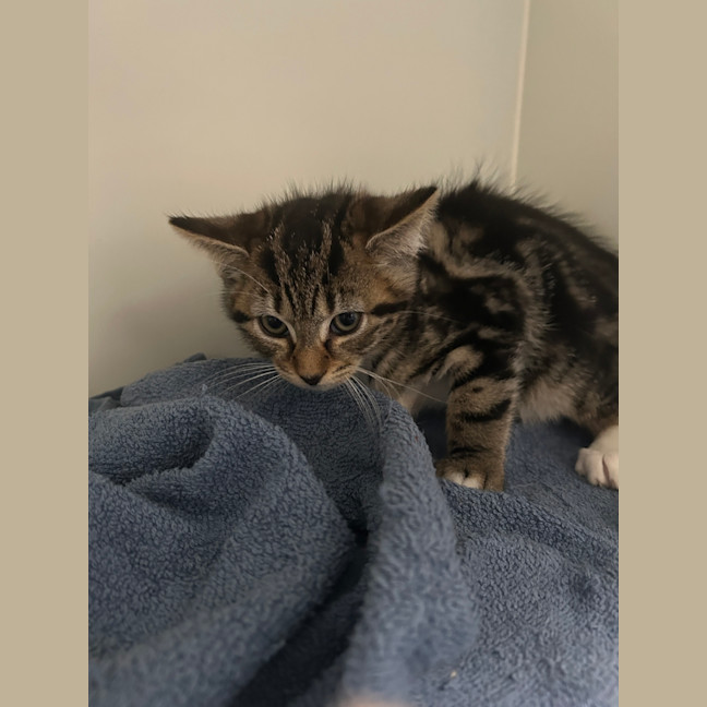 Photo of Toffee