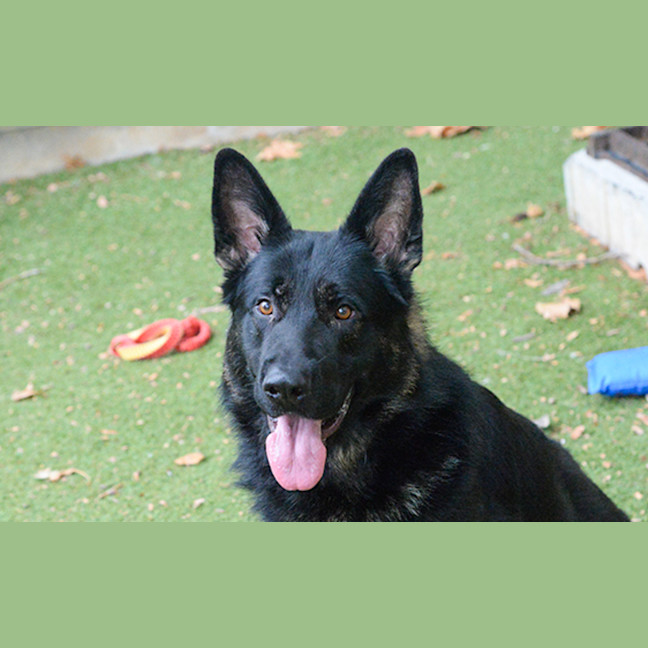 Photo of Boris