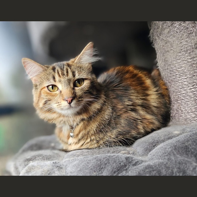 Photo of Luna & Maple