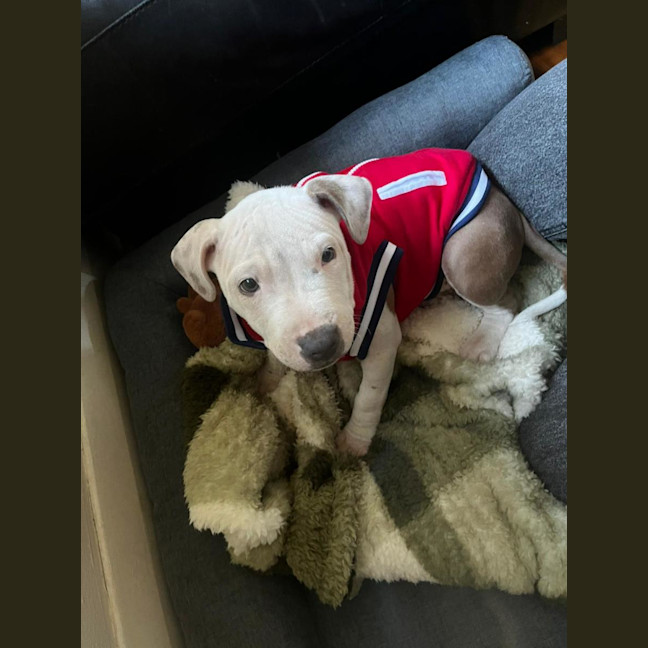 Photo of Milo
