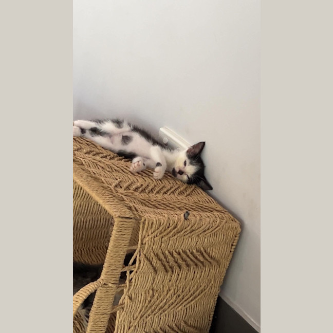 Photo of Button