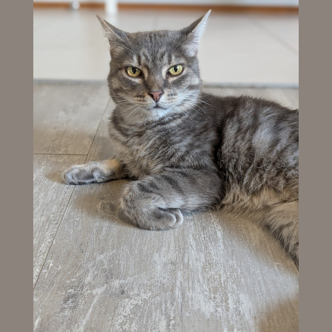 Photo of Sir Fancy Pants