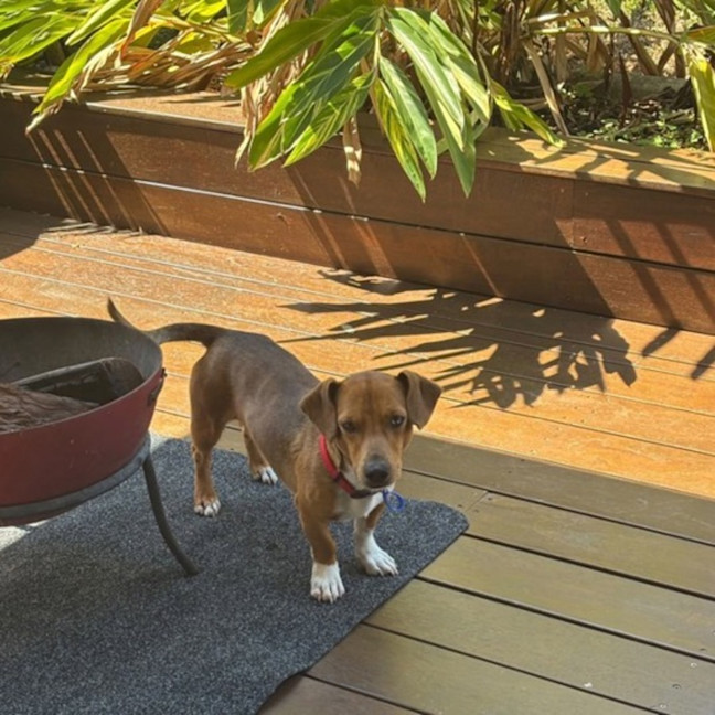 Photo of Archie