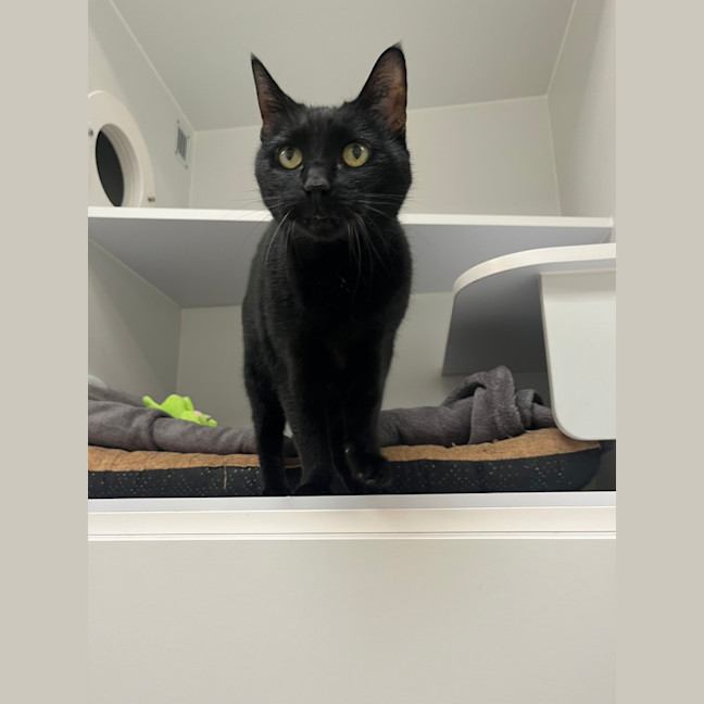 Photo of Ninja 