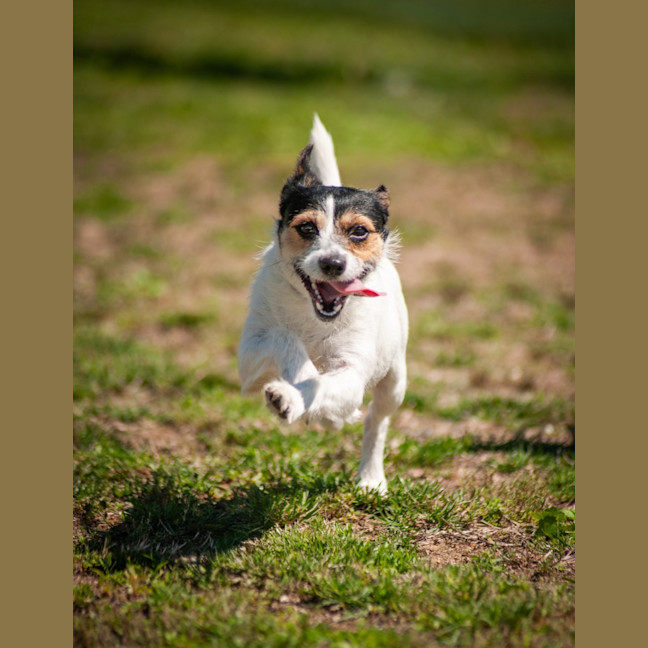Photo of Dolly