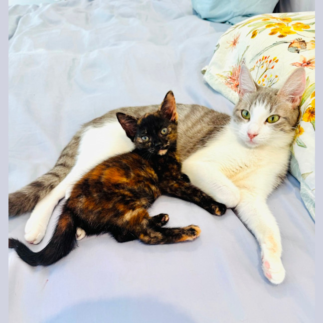 Photo of Pixie 🧚🏻 The Princess 👑 