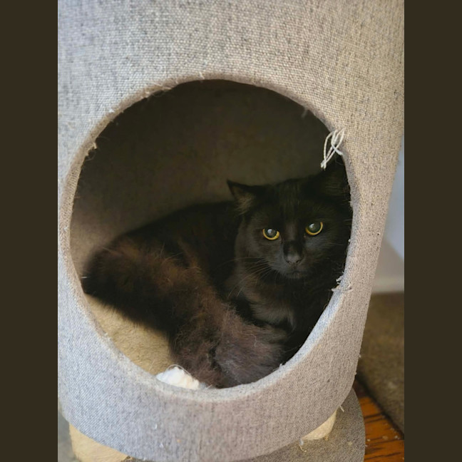 Photo of Cocoa