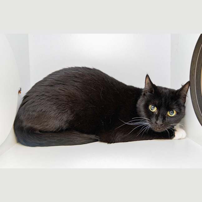 Photo of Duchess Dishes