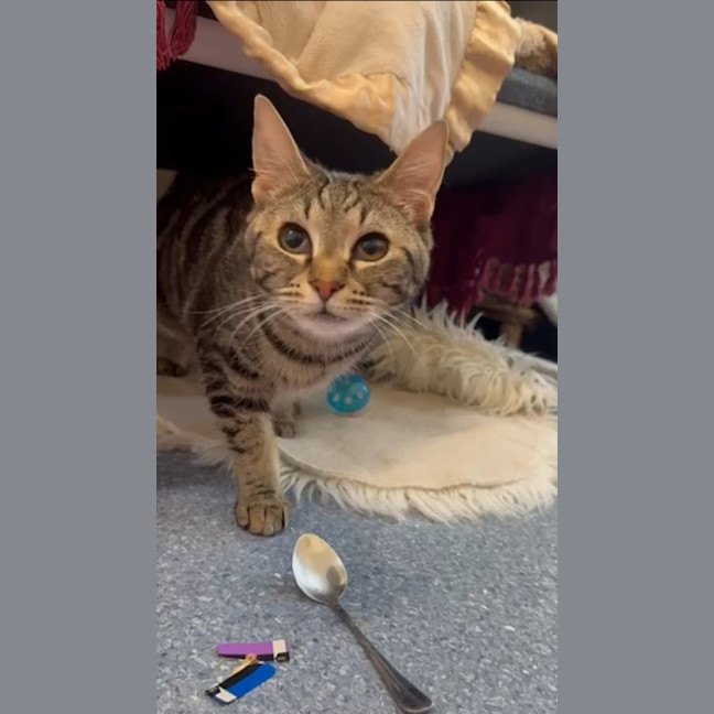 Photo of Honey