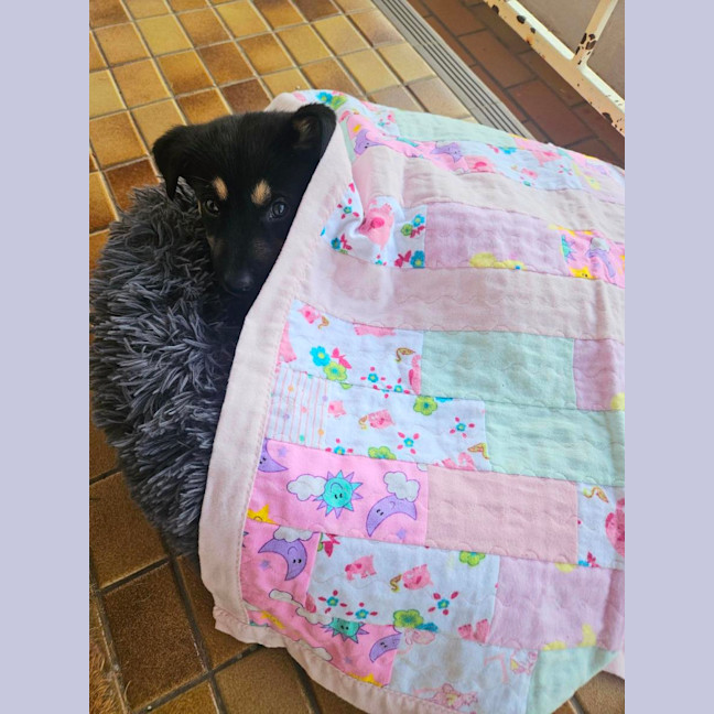 Photo of Peach   7 Week Old Kelpie X Husky (Trial)