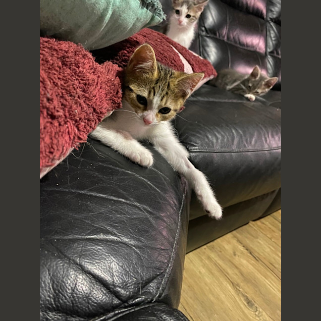 Photo of Belle   Meet Me At Petstock Chelsea