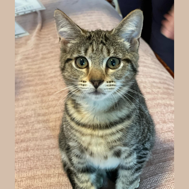 Photo of Chimon **2nd Chance Cat Rescue**