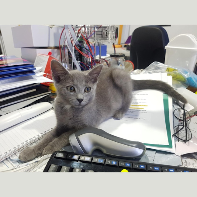 Photo of Misty