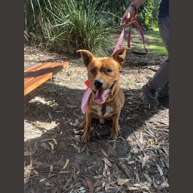 Photo of Red Dog