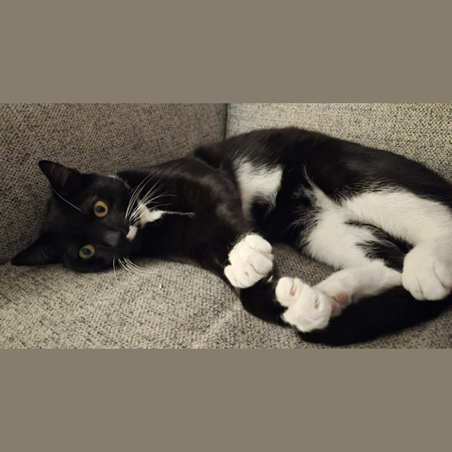 Photo of Pingu *Meet Me At Our Strathfield Site*