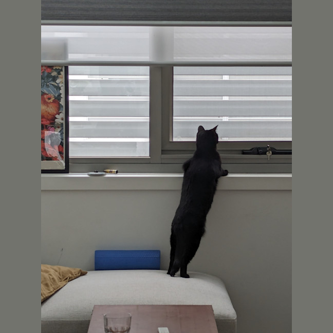 Photo of Chara
