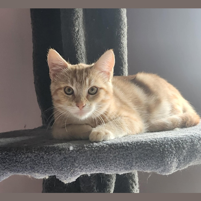 Photo of Leon   Located In Templestowe Lower