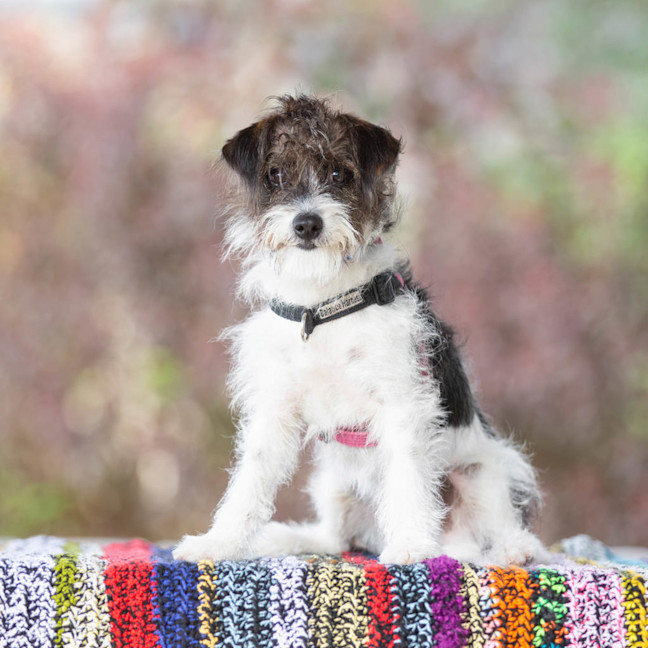 Photo of Benji