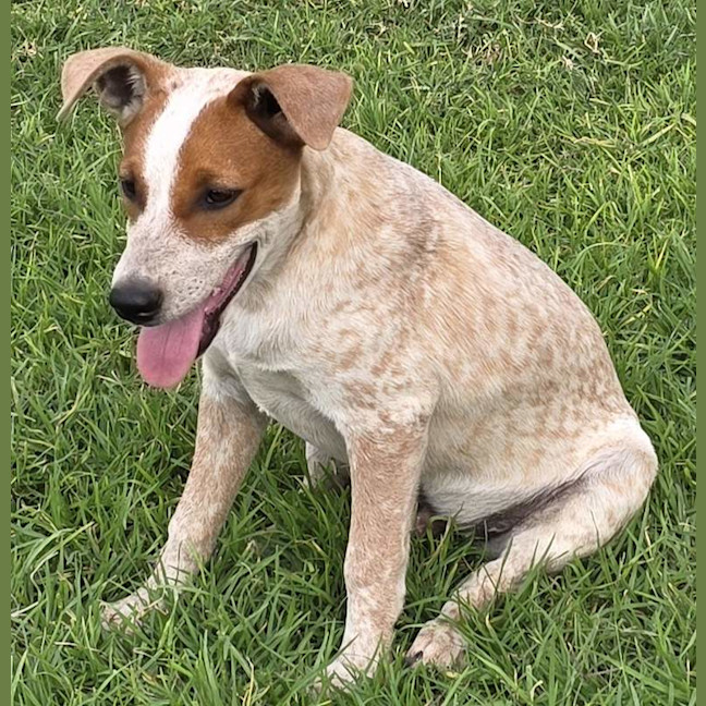 Photo of Bandit