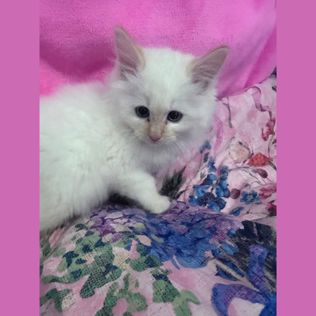 Photo of Merlot