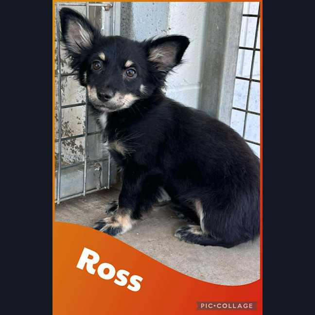 Photo of Ross