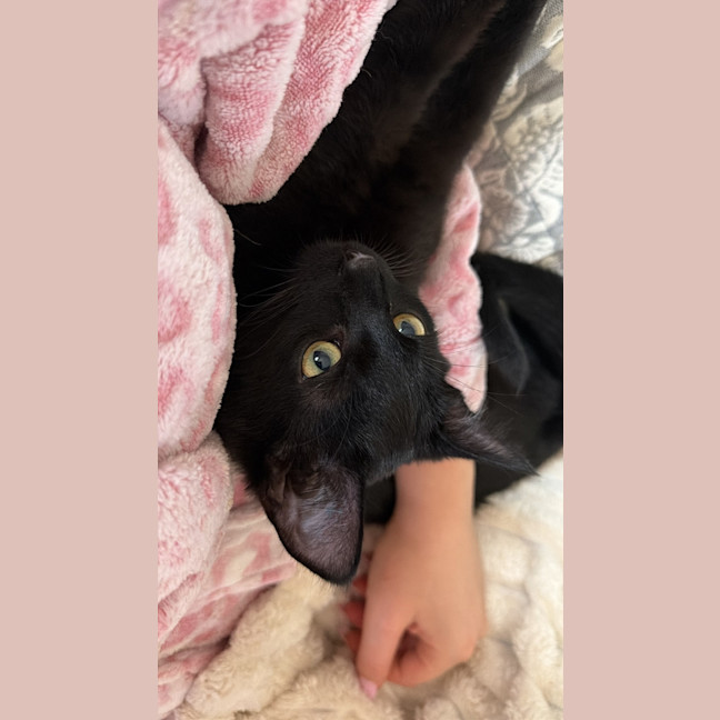 Photo of Cosmo