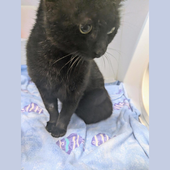 Photo of Midnight