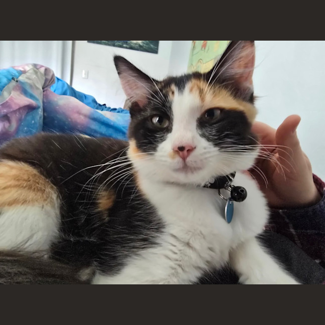 Photo of Mochi