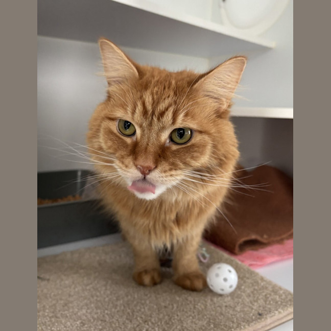 Photo of Marmalade