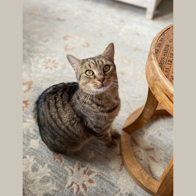 Photo of Nala 