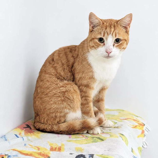 Photo of Waffles