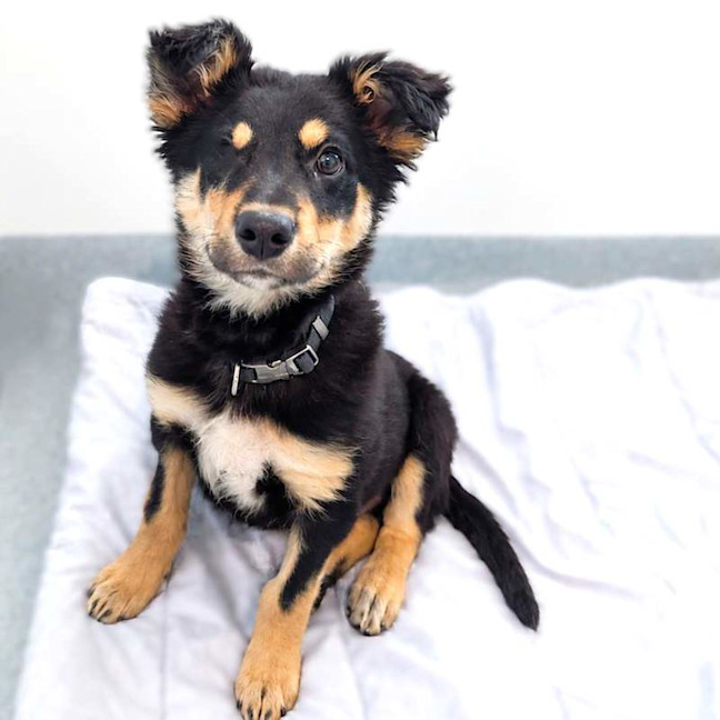Photo of Pixie