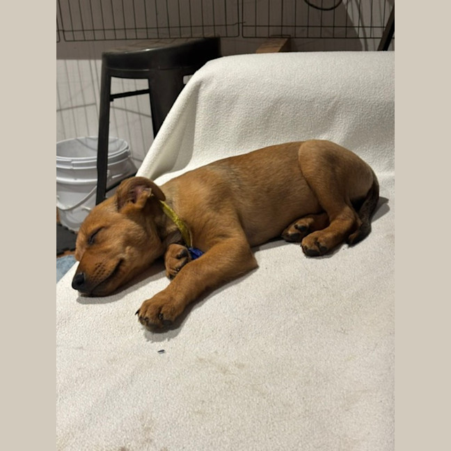 Photo of Ivy   9 Week Old Mixed Breed