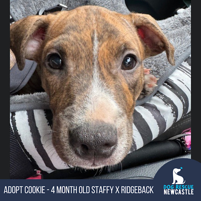 Photo of Cookie   6 Month Old Staffy X Ridgeback
