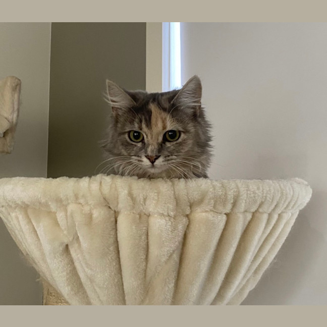 Photo of Pumpkin 