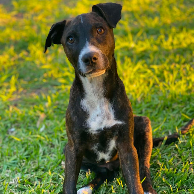 Photo of Fenix