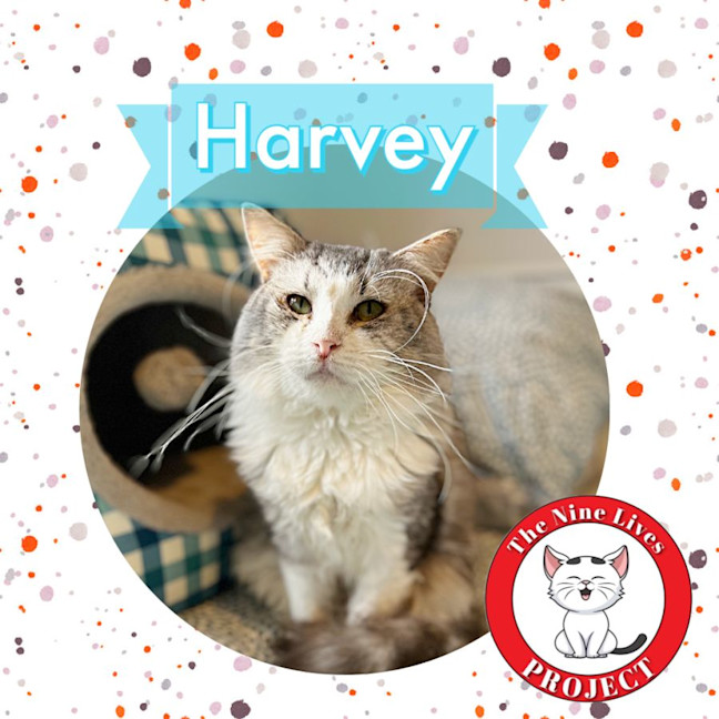 Photo of Harvey * 9 Lives Project Rescue*