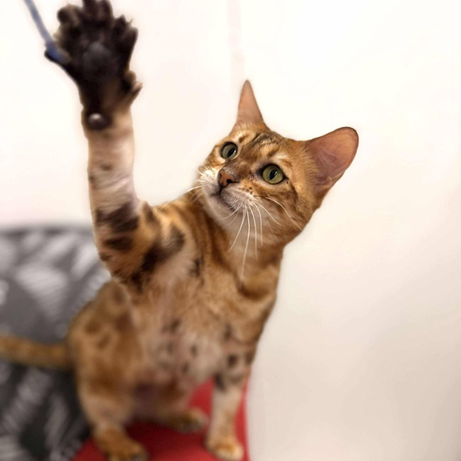 Photo of Clover   Located In Keilor Downs