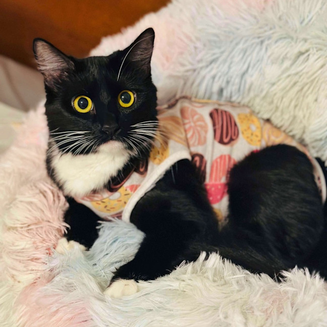 Photo of 12006   Juliet