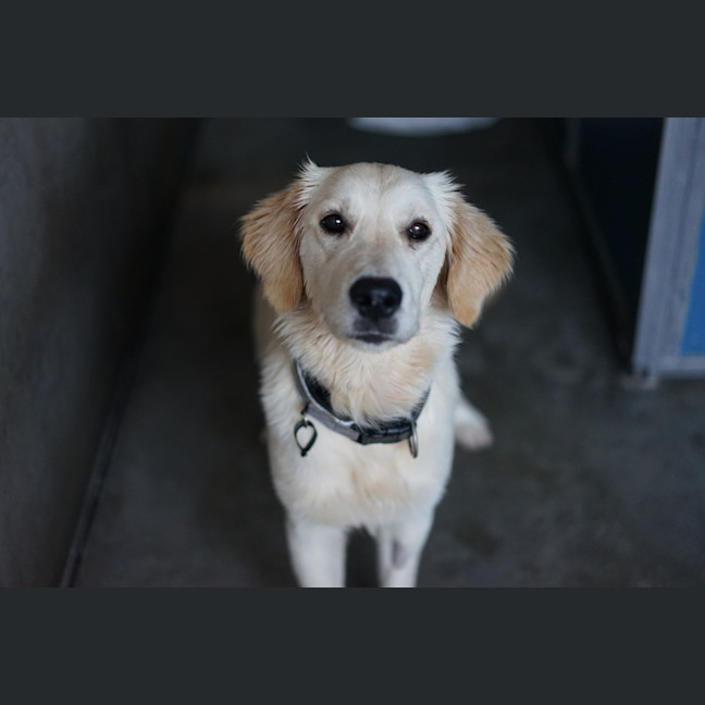 Photo of Frankie