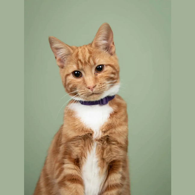 Photo of Simba