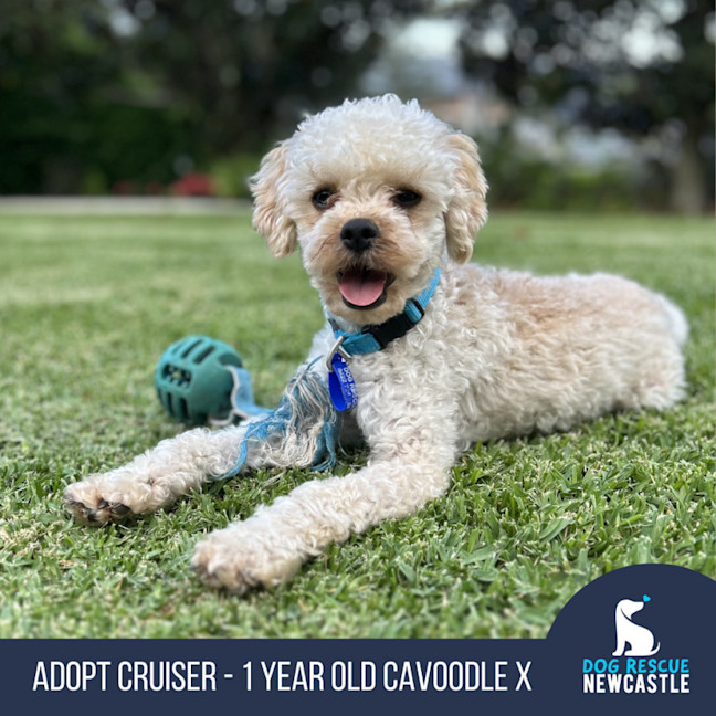 Photo of Cruiser   1 Year Old Cavoodle X