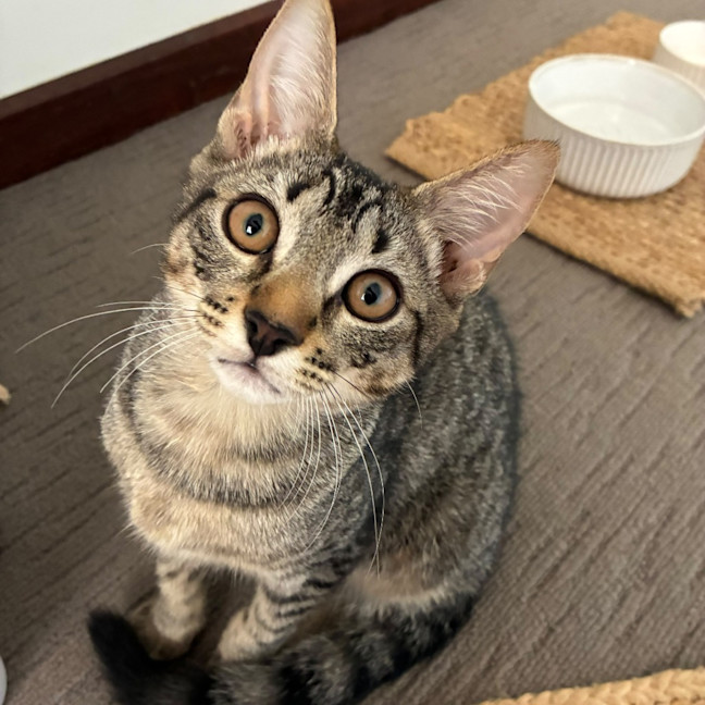 Photo of Kovu