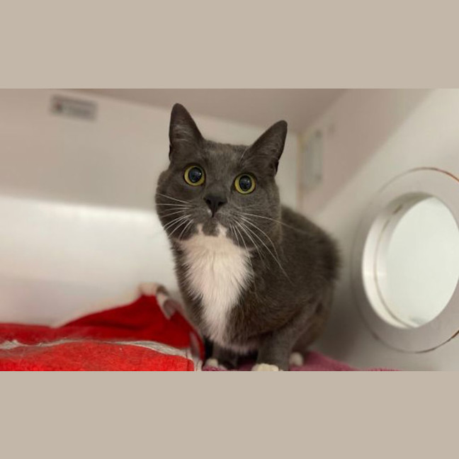 Photo of Luna