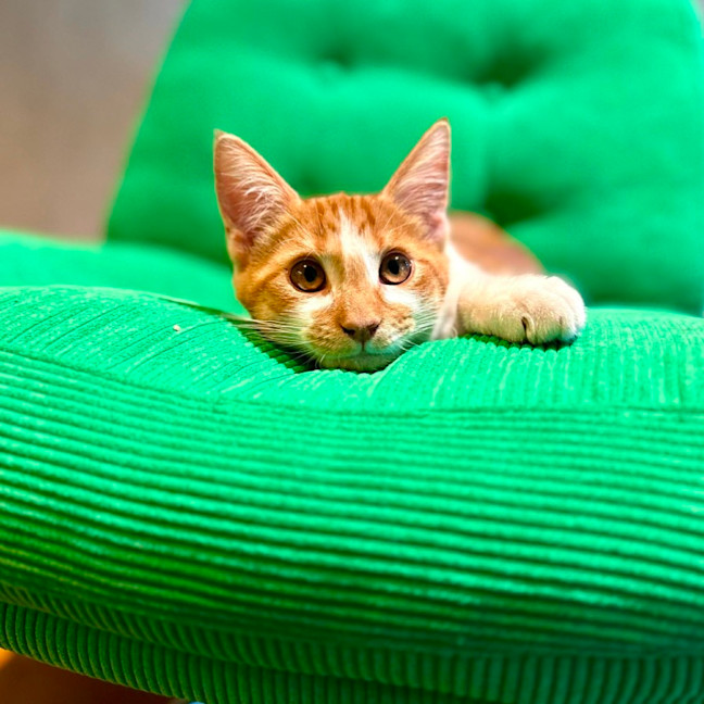 Photo of Tango   In Foster Care In Brunswick East