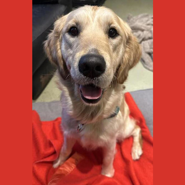 Photo of Scout